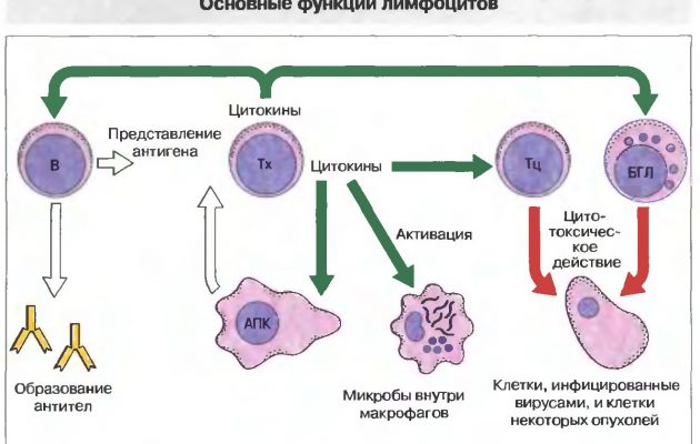 функции лейкоцитов