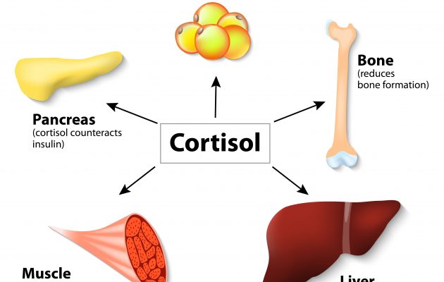 кортизол в организме