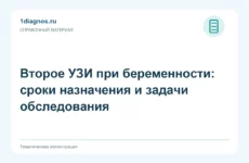 Второе УЗИ при беременности: сроки назначения и задачи обследования