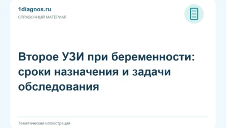 Второе УЗИ при беременности: сроки назначения и задачи обследования
