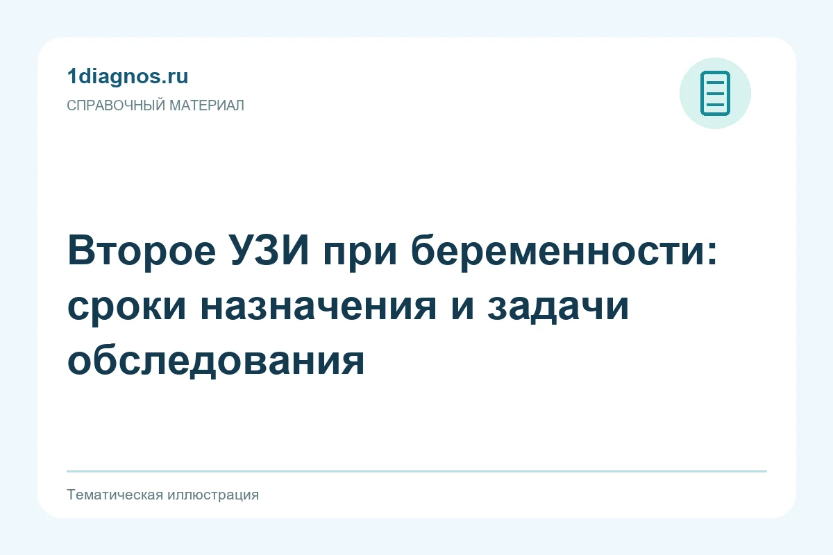 Второе УЗИ при беременности: сроки назначения и задачи обследования — тематическая иллюстрация