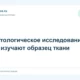 Гистологическое исследование: как изучают образец ткани