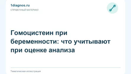 Гомоцистеин при беременности: что учитывают при оценке анализа