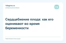 Сердцебиение плода: как его оценивают во время беременности