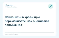 Лейкоциты в крови при беременности: как оценивают повышение