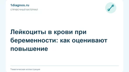 Лейкоциты в крови при беременности: как оценивают повышение