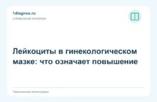 Лейкоциты в гинекологическом мазке: что означает повышение