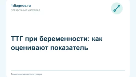 ТТГ при беременности: как оценивают показатель
