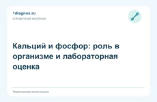 Кальций и фосфор: роль в организме и лабораторная оценка