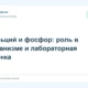 Кальций и фосфор: роль в организме и лабораторная оценка