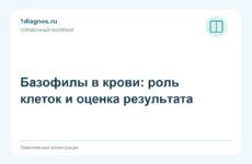Базофилы в крови: роль клеток и оценка результата