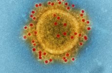 Исследование генетических мутаций вирусов для предотвращения пандемий